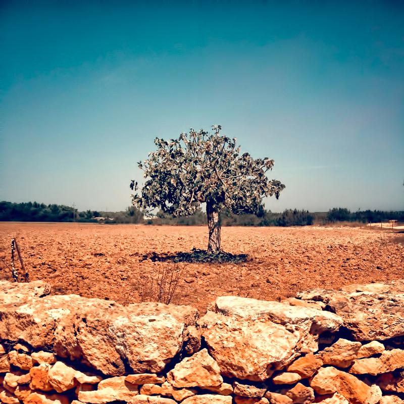 Picture of a tree in Formentera. Rafa Peletey Music Producer